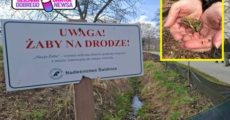 Wyjątkowa akcja w Nadleśnictwie Świdnica. Ratują życie żabom