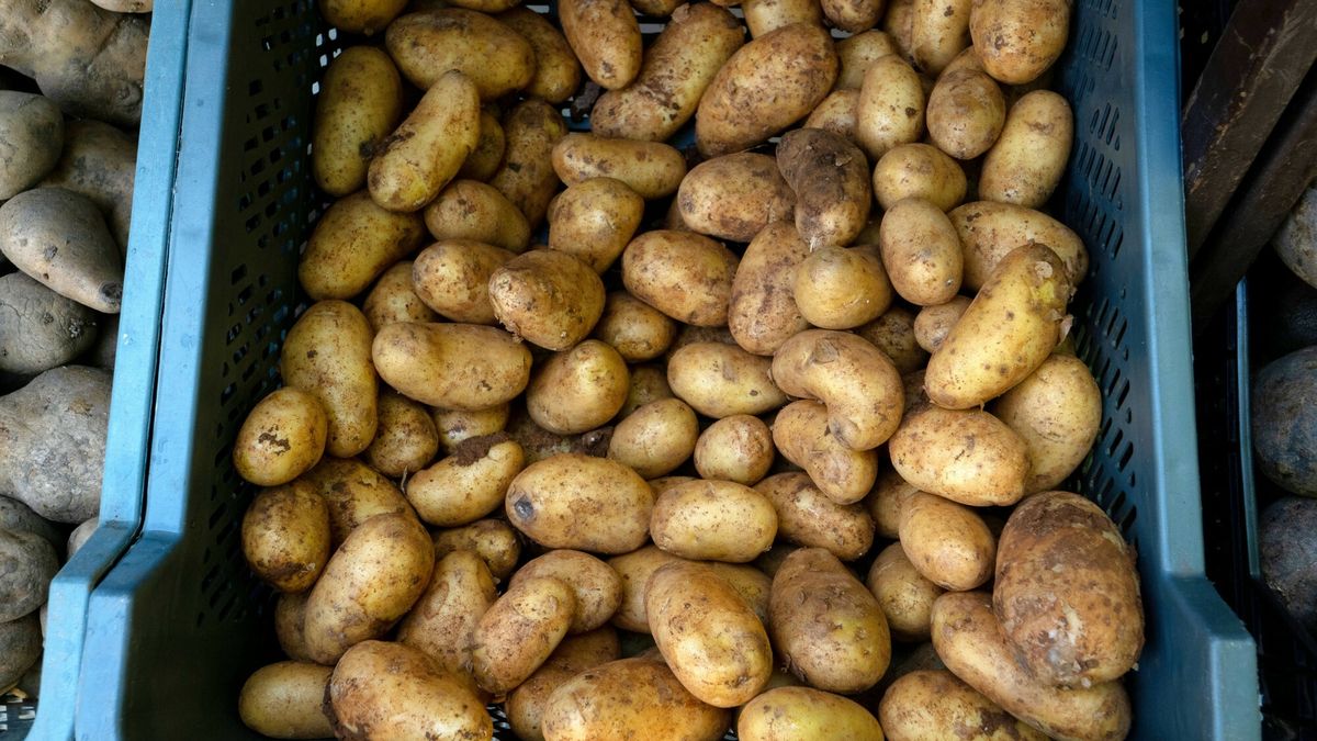 Pomiędzy ziemniakami pracownicy fabryki frytek znaleźli