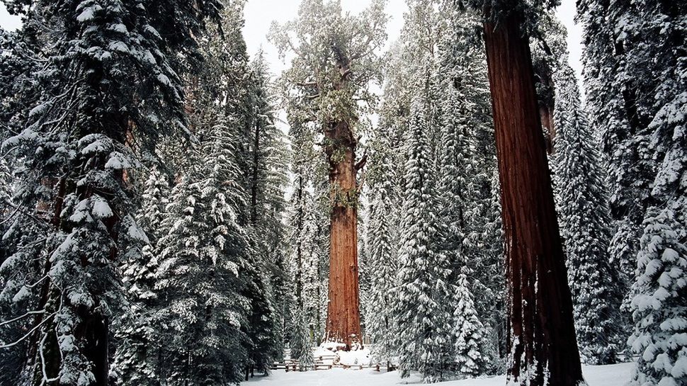 Ma 3200 lat i został sfotografowany tylko raz w całości. Poznajcie ”Prezydenta” 1
