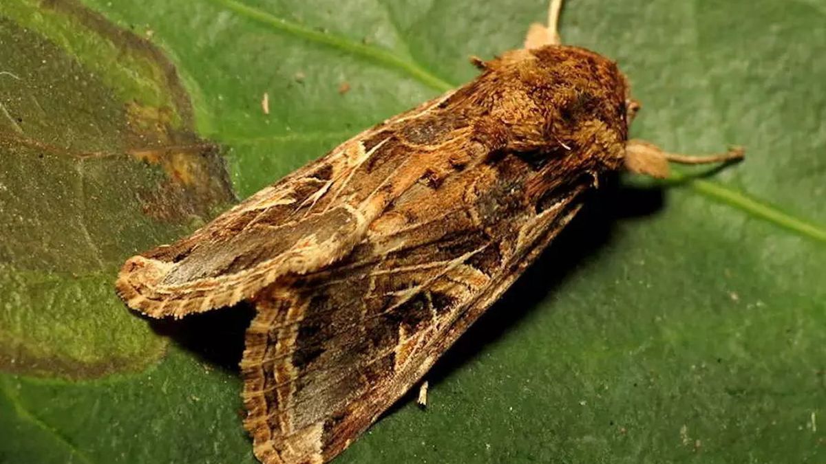 Ćmy reagują na dźwięki wydawane przez rośliny