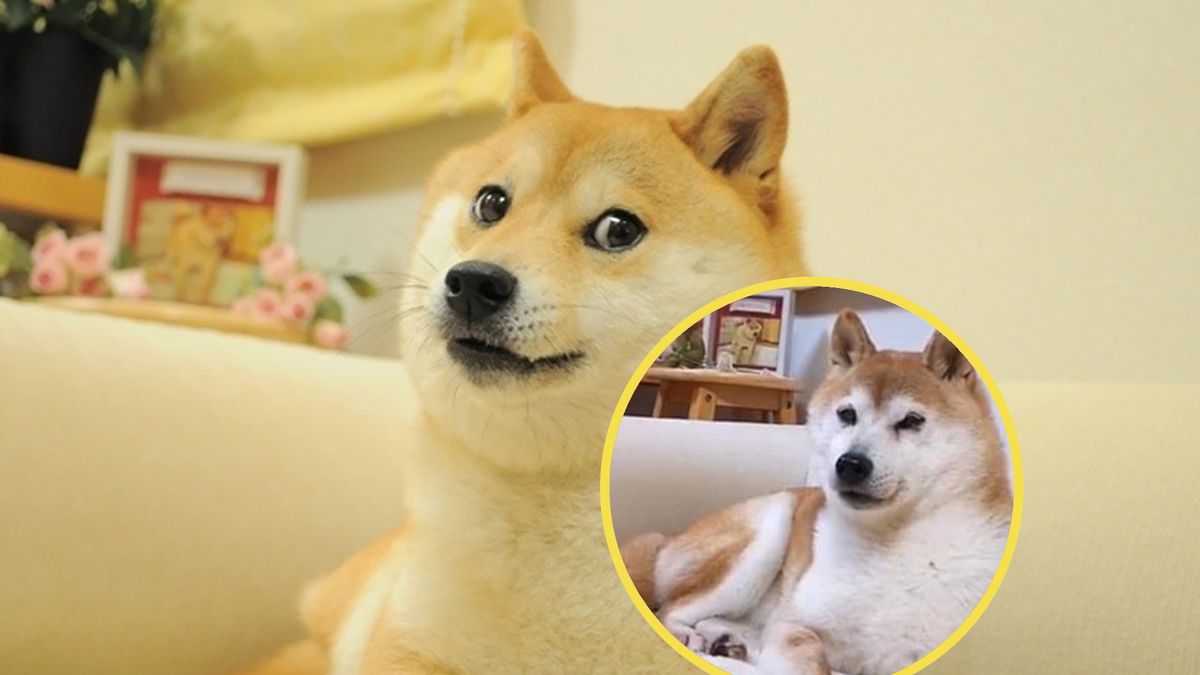 Pierwowzór "pieseła" ma już 15 lat. Zobacz, jak dzisiaj wygląda pies z mema 1