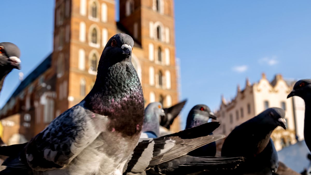 Kraków szykuje antykoncepcję dla gołębi.