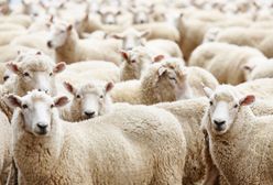 14 tys. owiec utknęło na statku w Australii