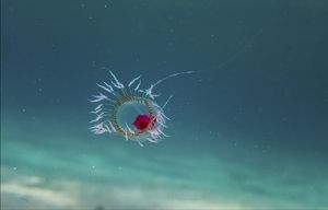 Ten gatunek meduzy jest uważany za potencjalnie nieśmiertelny