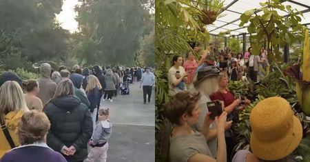 Można ją zobaczyć raz na kilka lat i to tylko przez 48 godzin. Gigantyczne kolejki