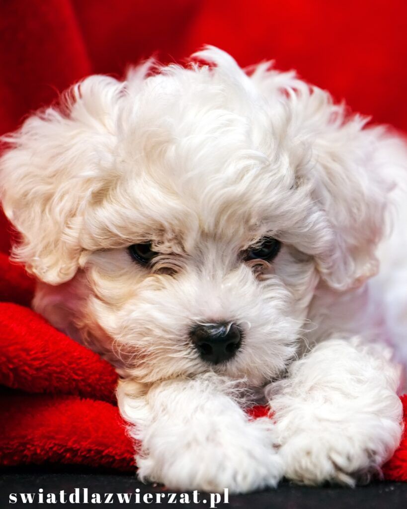 Bichon frise  rasa małych psów do bloku