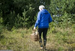 Uważaj na "masło czarownicy". W lesie omijaj szerokim łukiem