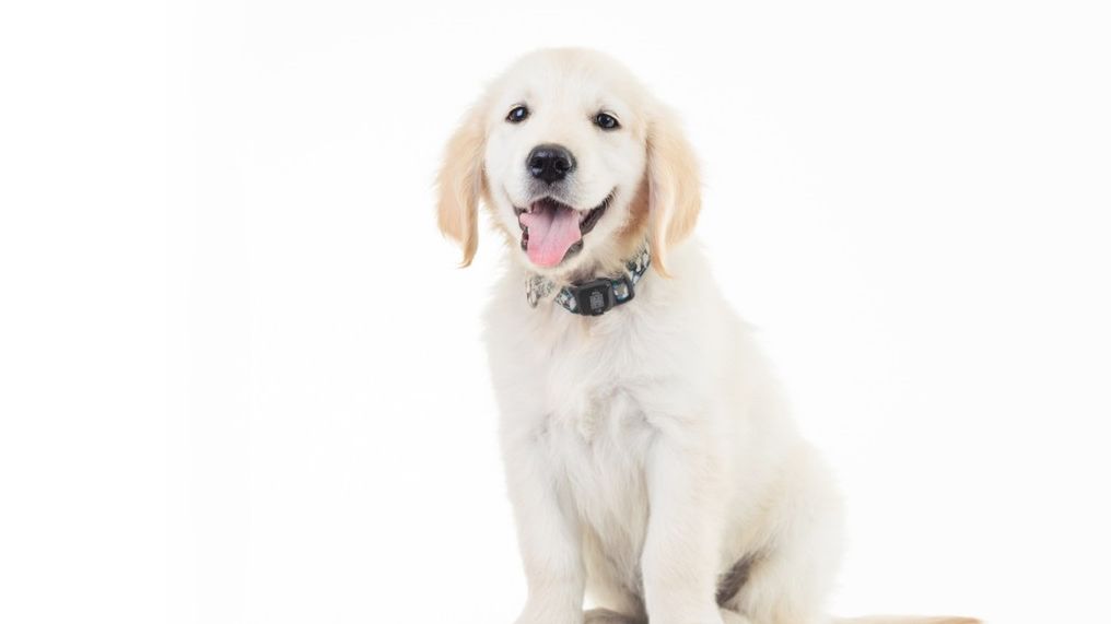 Zwierzak też może być gadżetomaniakiem. Powstaje kolejna inteligentna obroża dla psa 1