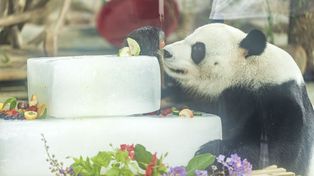 Nowi mieszkańcy w łódzkim zoo. Duży kot i mały wielbłądowaty. Do zobaczenia na wybiegach