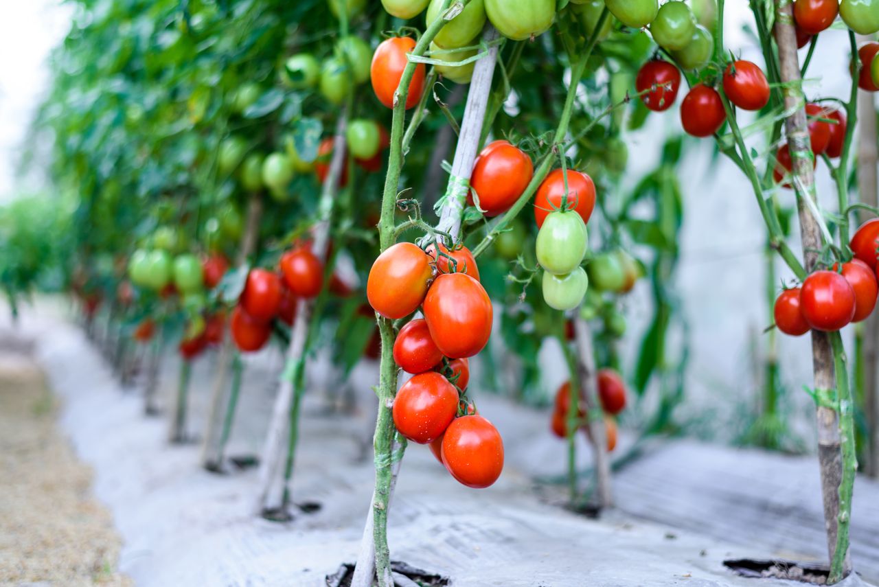 W prosty sposób można zadbać o hodowlę pomidorków koktajlowych