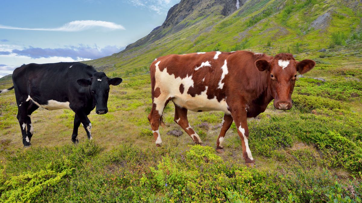 Krowy rozdrażniła obecność psa. Zaatakowały turystów