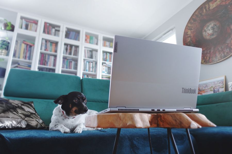 Laptop Lenovo oczarował nawet jamniczkę Snoopy