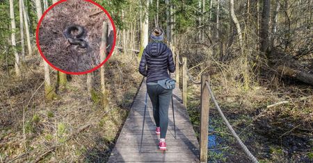 Leśnicy pokazali nagranie z polskiego lasu. "Omińmy ją szerokim łukiem"