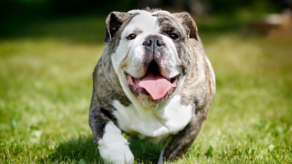 Buldog angielski
