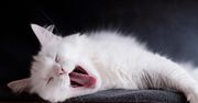 Kot nagle domaga się uwagi? Przyczyna może być prostsza, niż myślisz
