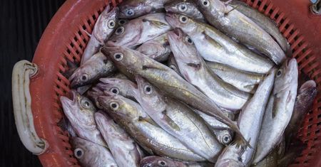 Kup zamiast dorsza. "Morski kurczak" jest tani i niemal bez ości