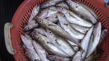 Kup zamiast dorsza. "Morski kurczak" jest tani i niemal bez ości