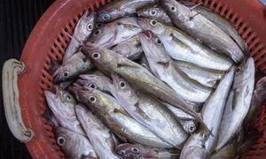 Kup zamiast dorsza. "Morski kurczak" jest tani i niemal bez ości