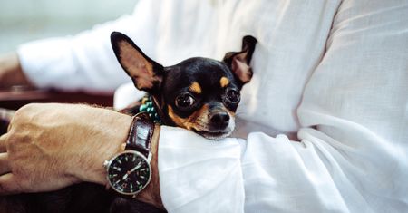 Kobieta upuściła psa chihuahua. Niesamowite, co zrobili policjanci