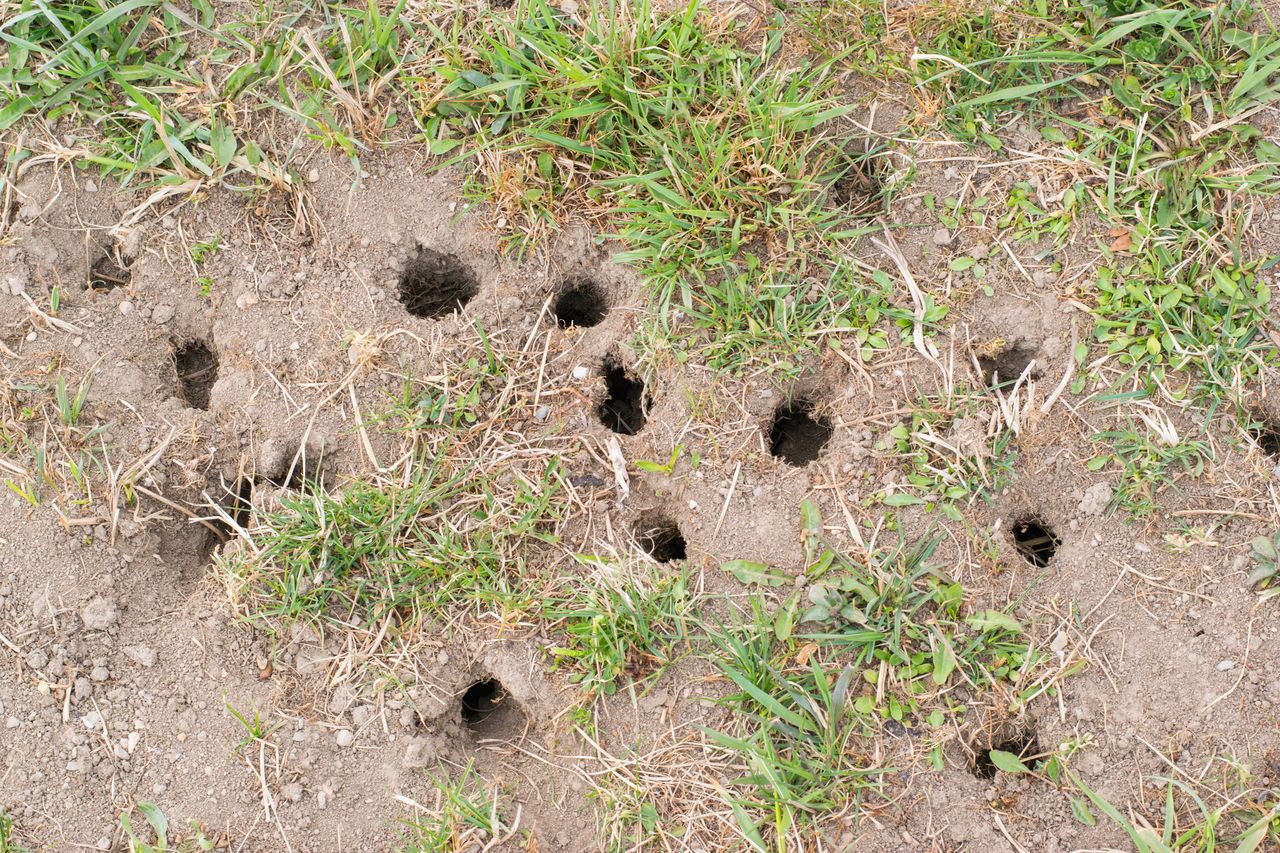 Fight off voracious voles! Simple and effective garden solutions you can find in your kitchen