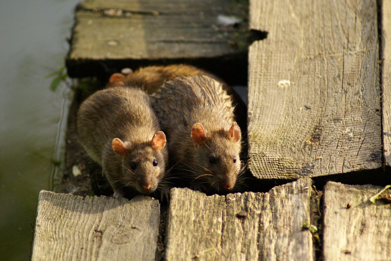 Aby pozbyć się szczurów z ogrodu, możesz zastosować kilka skutecznych metod