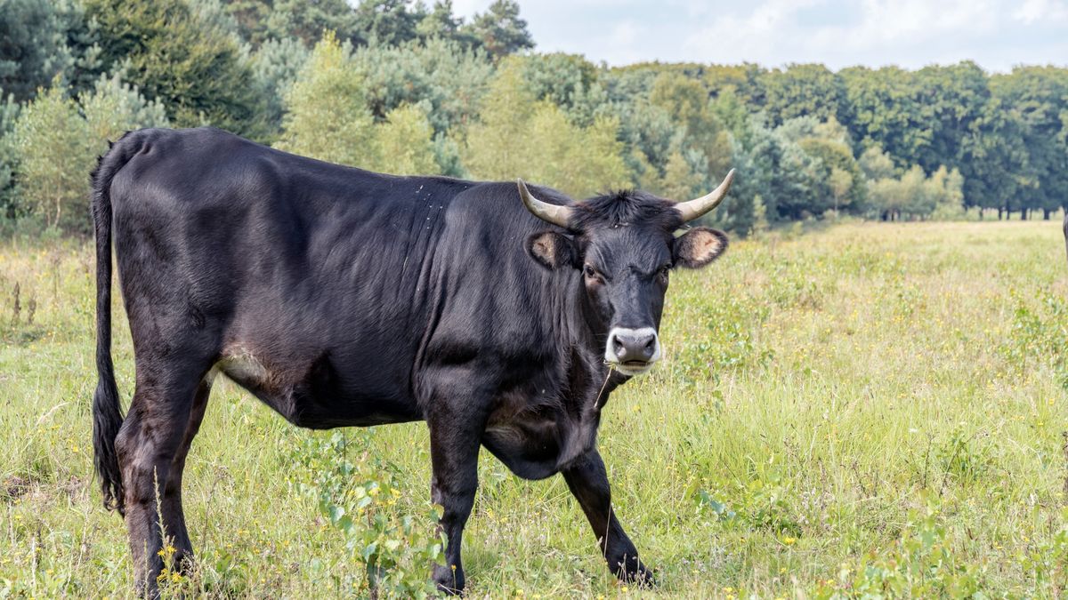 Byki uciekły z gospodarstwa na Pomorzu