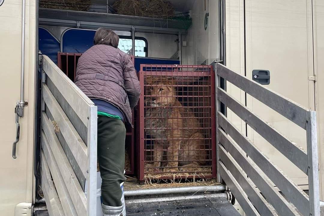 Zwierzęta ewakuowane z Ukrainy mają trafić do poznańskiego zoo 