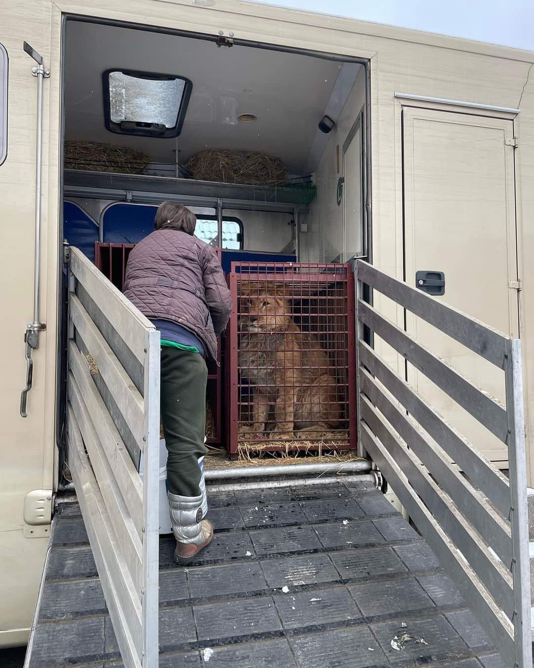 Zwierzęta ewakuowane z Ukrainy mają trafić do poznańskiego zoo 