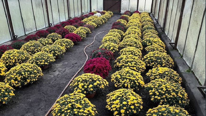 Cena kwiatów pod cmentarzem jest wyższa niż w hurcie, bo obejmuje m.in. koszt transportu i wynagrodzenie sprzedawcy