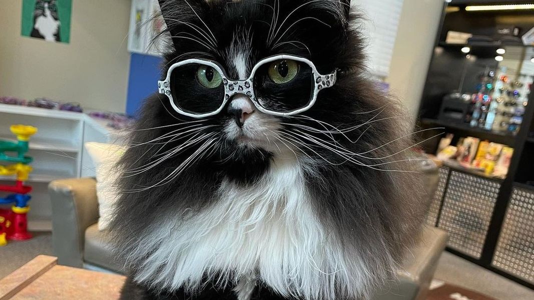 Kotka Truffles uwielbia okulary 