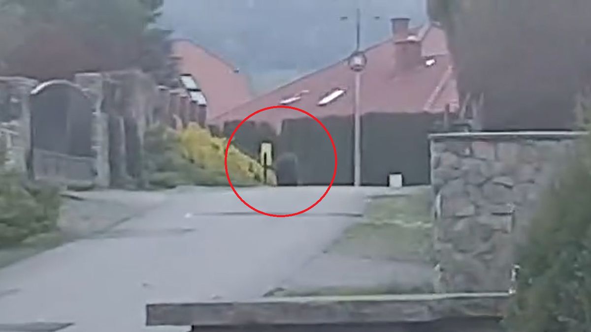  W miejscowości Bykowce niedaleko Sanoka pojawił się niedźwiedź