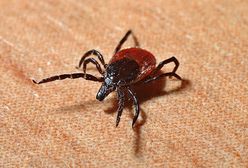 Kleszcze są już aktywne! Główny Inspektor Sanitarny ostrzega