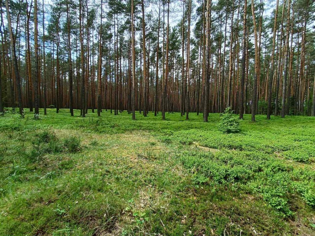 Park Krajobrazowy Lasy nad Górną Liswartą
