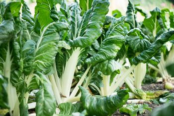 Chorwaci przez cały sezon jedzą na kilogramy. Możesz wysiać do doniczki i uprawiać na balkonie