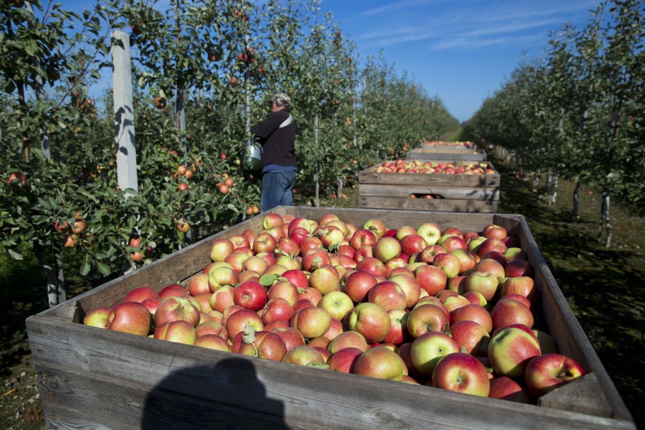 Połowa listopada, a jabłka wciąż na drzewach. Ceny runęły