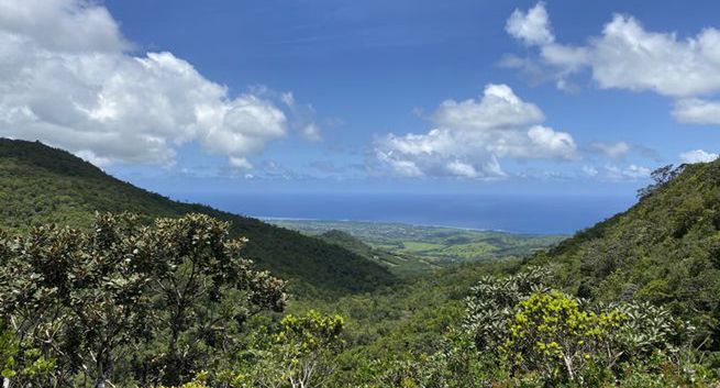 Mieszkańcy Mauritiusa i wolontariusze walczą z potężnym wyciekiem ropy