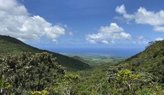 Mieszkańcy Mauritiusa i wolontariusze walczą z potężnym wyciekiem ropy