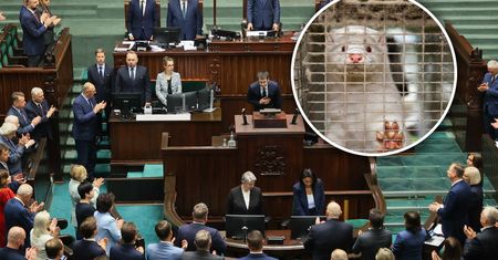 Zakaz hodowli zwierząt na futro. Sejm ruszy z pracami, na stole są dwa projekty