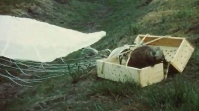 Bobry "spadały" z nieba