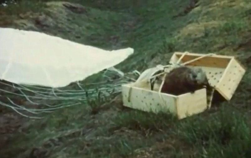 Airborne beavers: Idaho's historic relocation mission revealed