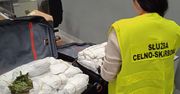 Warszawa: Ponad 70 kg khatu przechwycone na lotnisku. Zatrzymano obywatela Wielkiej Brytanii