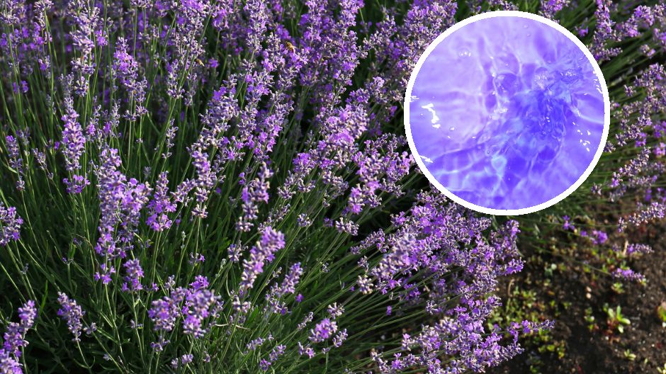 Dzięki niej królowa Elżbieta zachowała młodość. Cudowną wodę przygotujesz w domu