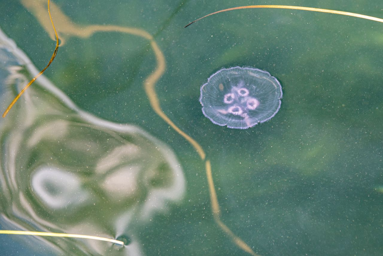 Dangerous jellyfish in the Baltic Sea