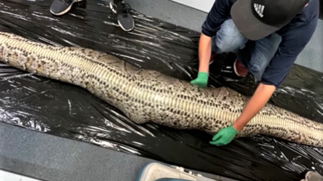 Wąż połknął algatora 