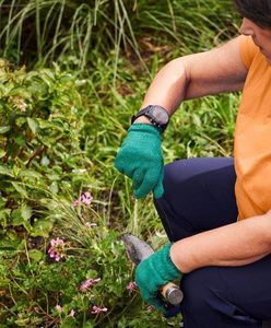 Premiera Dexcom One+, czyli najnowszego systemu monitorowania glukozy w czasie rzeczywistym (Rtcgm)