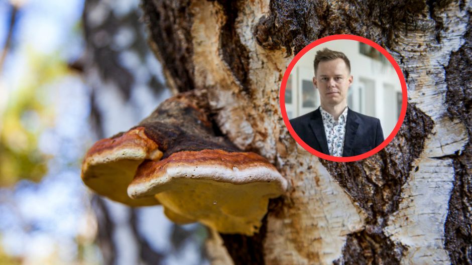 Naukowcy z Rzeszowa odkryli leczniczy potencjał grzyba. Może pomóc w walce z rakiem