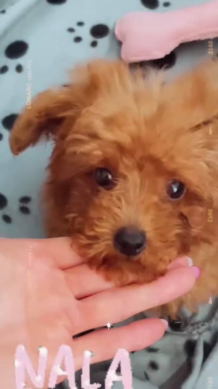 Nowy piesek Marina - Nala