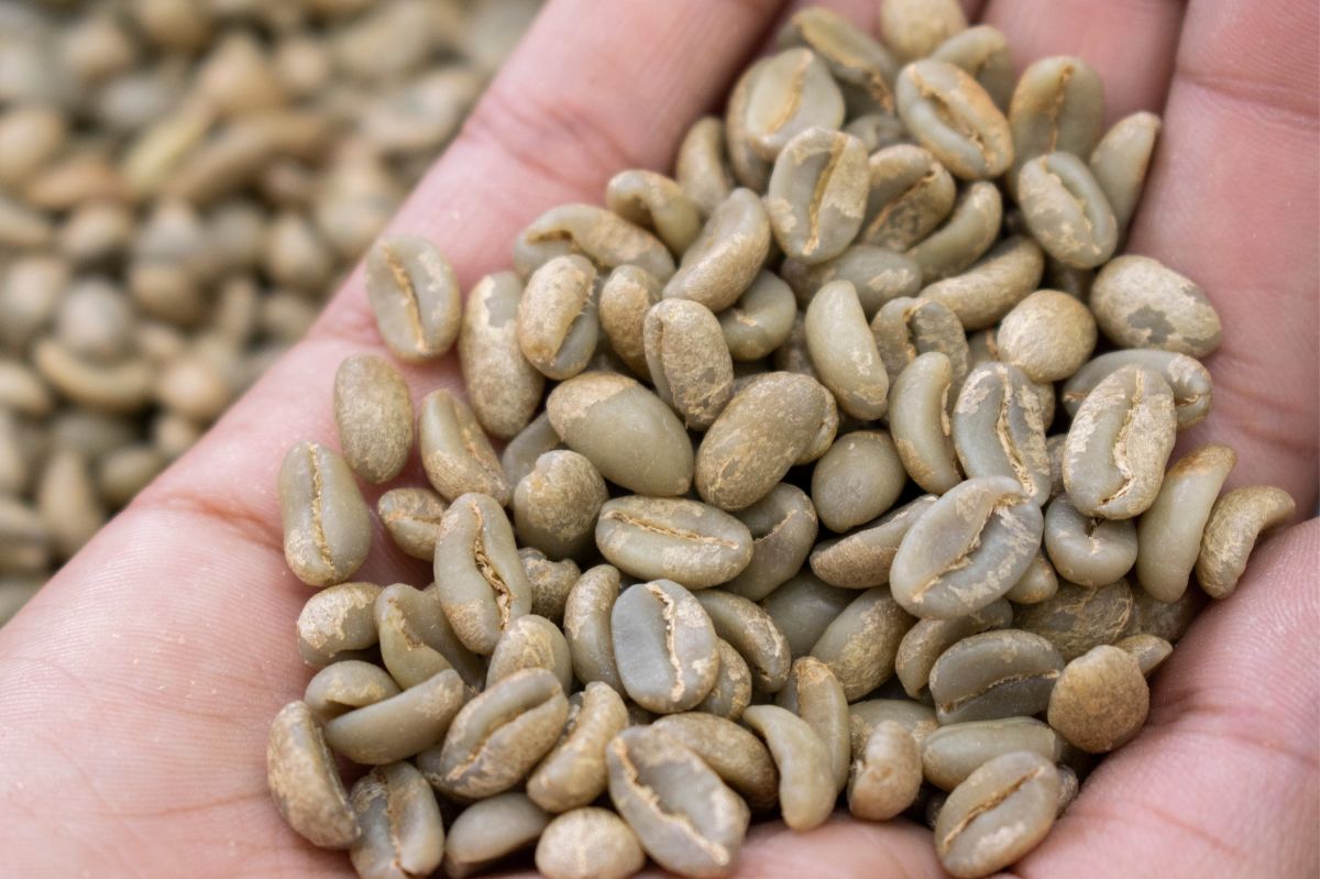 Green coffee: The unroasted bean packed with hidden health benefits