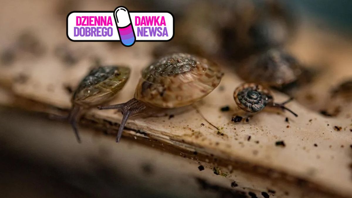 Gatunek Poecilozonites bermudensis