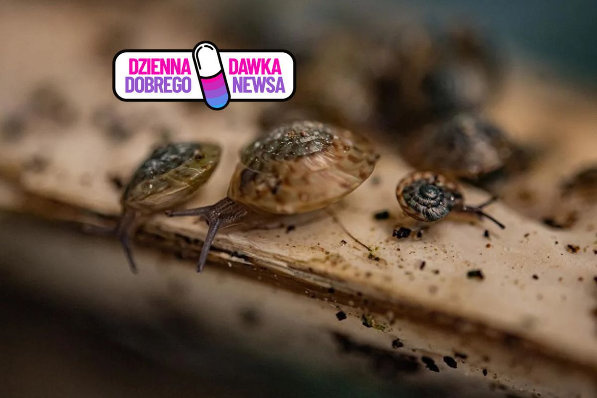 Uznali go za wymarłego. Wrócił do natury. Naukowcy dokonali niemożliwego